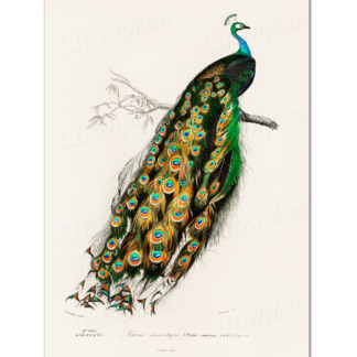 Indian Peafowl (Pavo Cristatus) - Charles Dessalines D' Orbigny