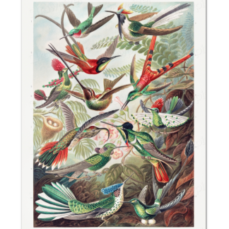 Hummingbird (Haeckel, 1904)