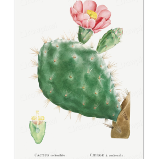 Cactus Cochenillifer, Redouté
