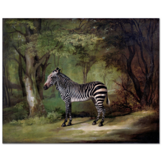 Zebra (1763) by George Stubbs