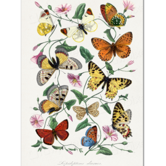 Butterfly and Moth, Paul Gervais