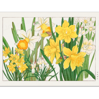 Daffodil, Tanigami Kônan