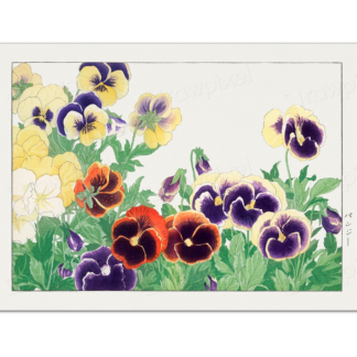 Pansy Flower, Tanigami Kônan