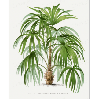 Palm Tree Illustration, Oswald de Kerchove de Denterghem (1878)