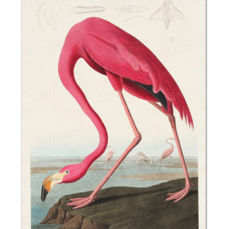 Pink Flamingo, John James Audubon