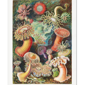 Actiniae–Seeanemonen (Ernst Haeckel, 1904)