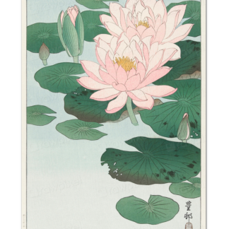 Water Lily, Ohara Koson