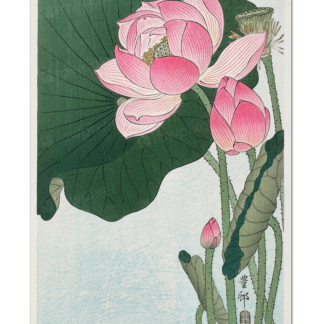 Blooming Lotus Flowers, Ohara Koson