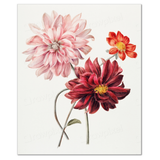 Dahlias, Willem Hekking (1806–1862)