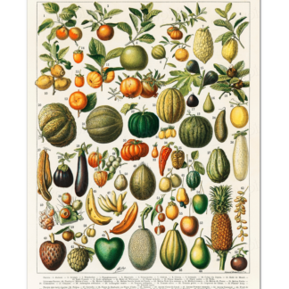 Fruit and Vegetable Illustration, Larousse, Pierre, Augé and Claude