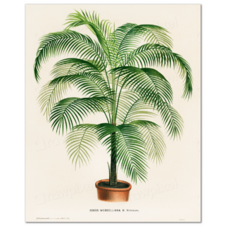 Cocos Weddelliana (Paul de Longpré, Alfred Riocreux, and Lois Godard)