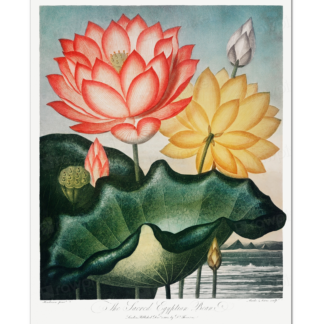 The Sacred Egyptian Bean (Robert John Thornton, 1807)