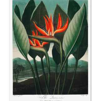 The Queen–Plant from The Temple of Flora (Robert John Thornton, 1807)